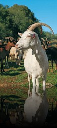 60 Route du Fromage - Fromagerie fromage de chèvre Schiracker